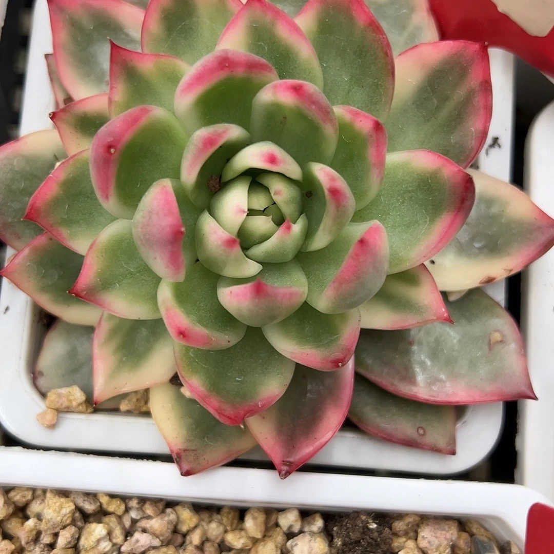 卡丽斯拖锦多肉植物锦