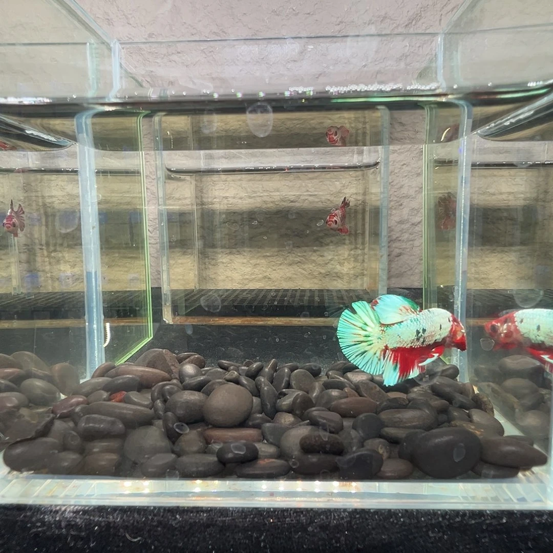 斗鱼阿浩泰斗15日53