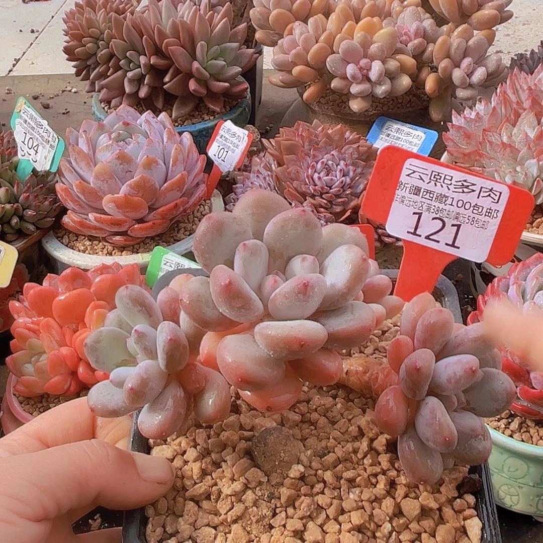 121彩虹奶多肉植物