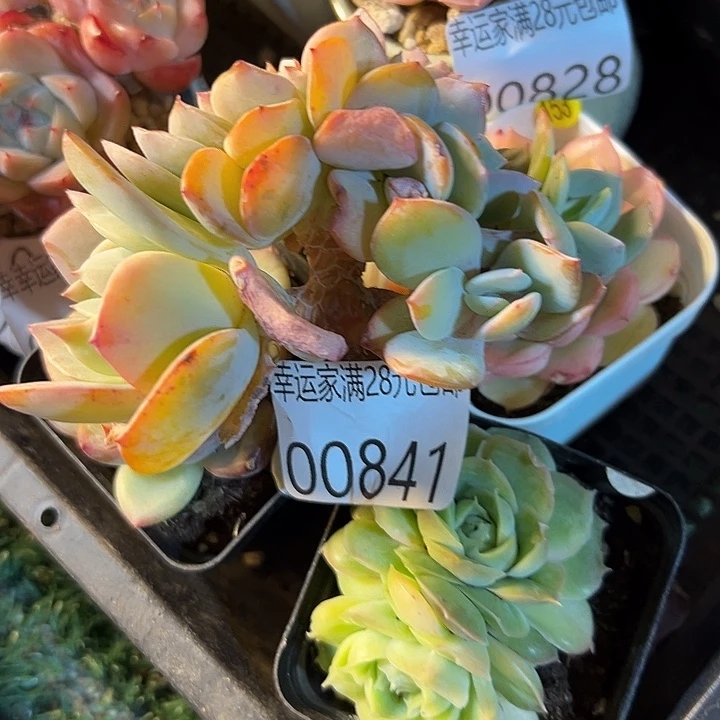 幸运的人会遇到你喜欢