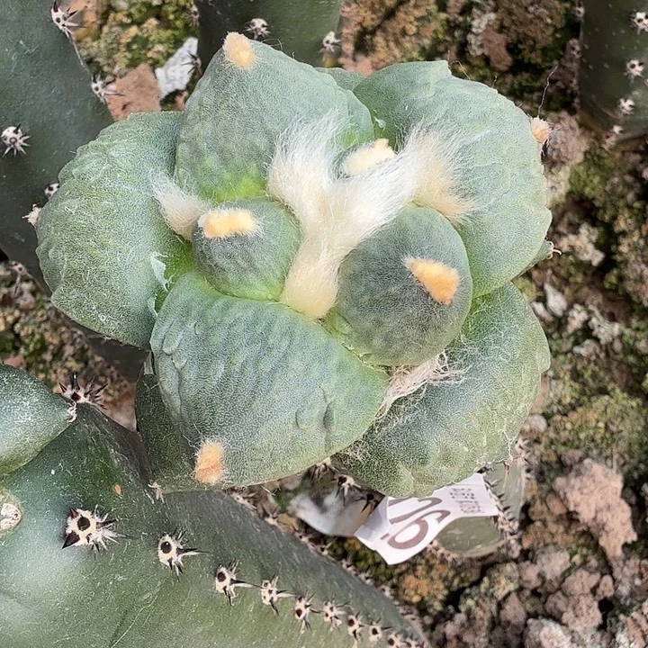 无花朵226牛舌牡丹