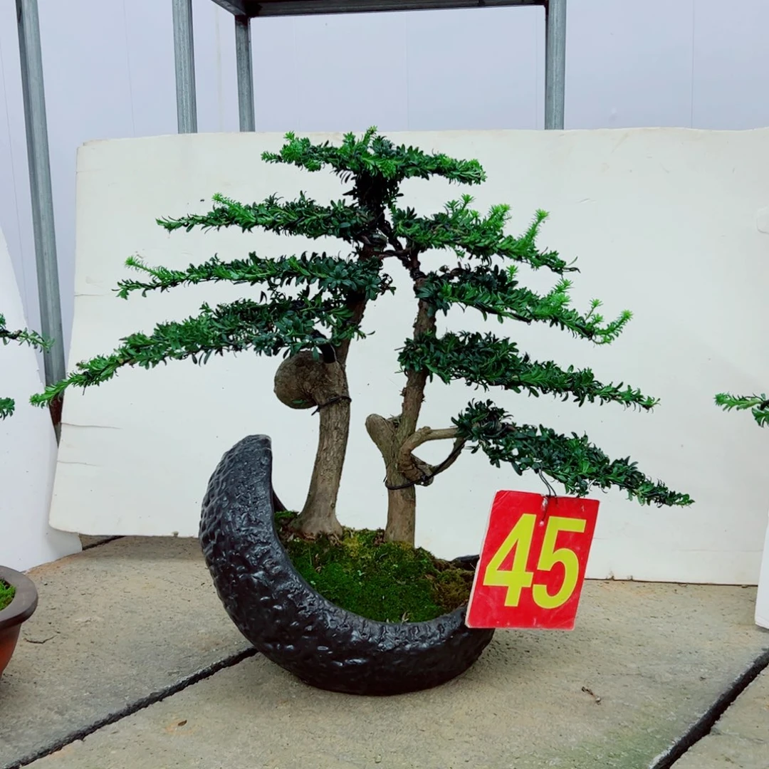 无花朵罗汉松盆景造型树形象设计