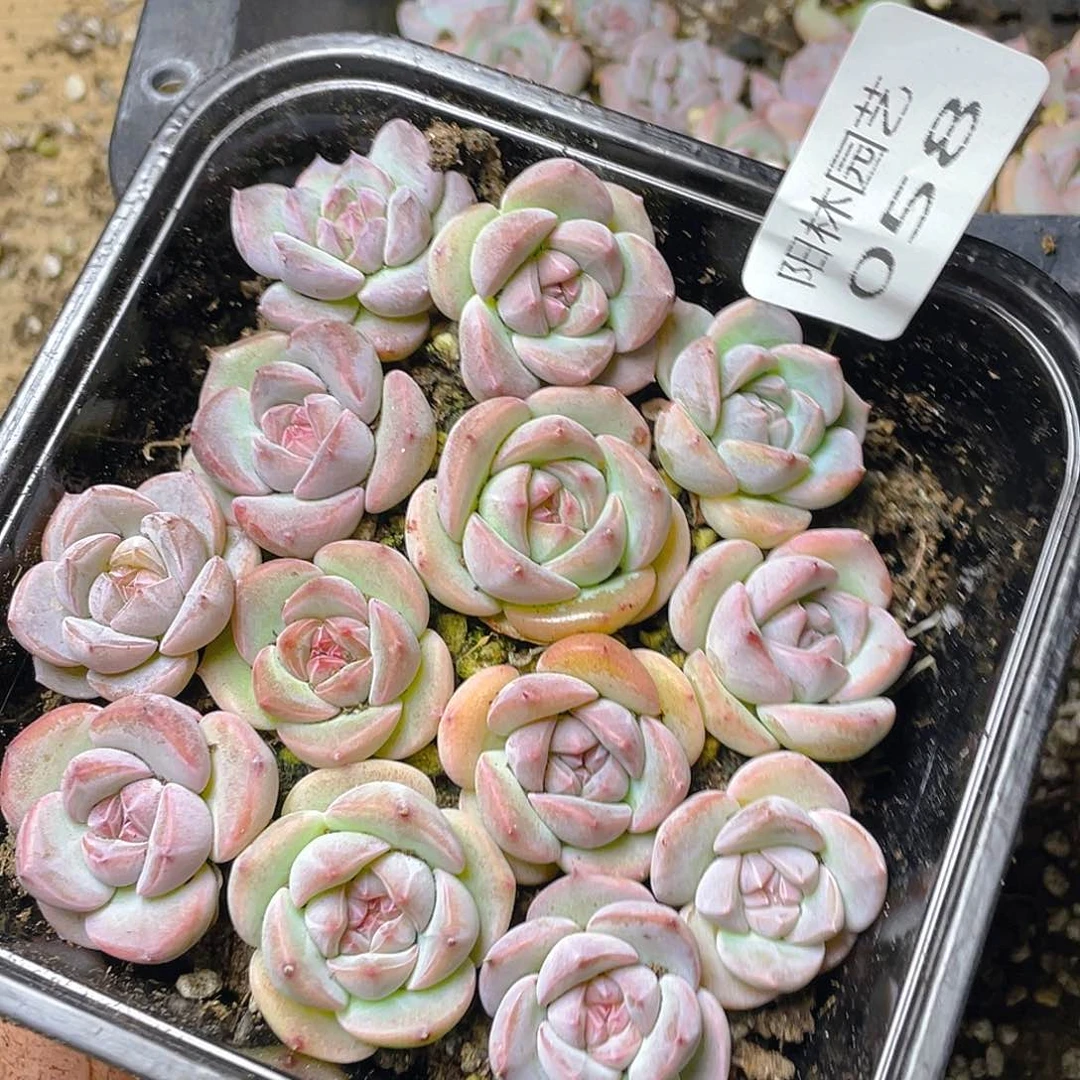 多肉植物多肉植物58