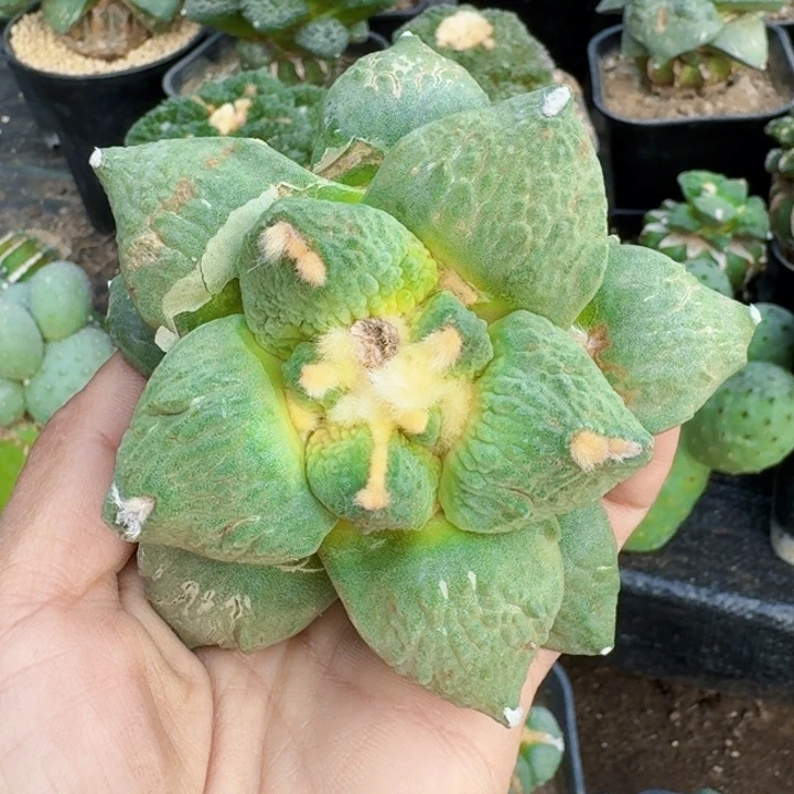 无花朵732白肌牛舌怒涛