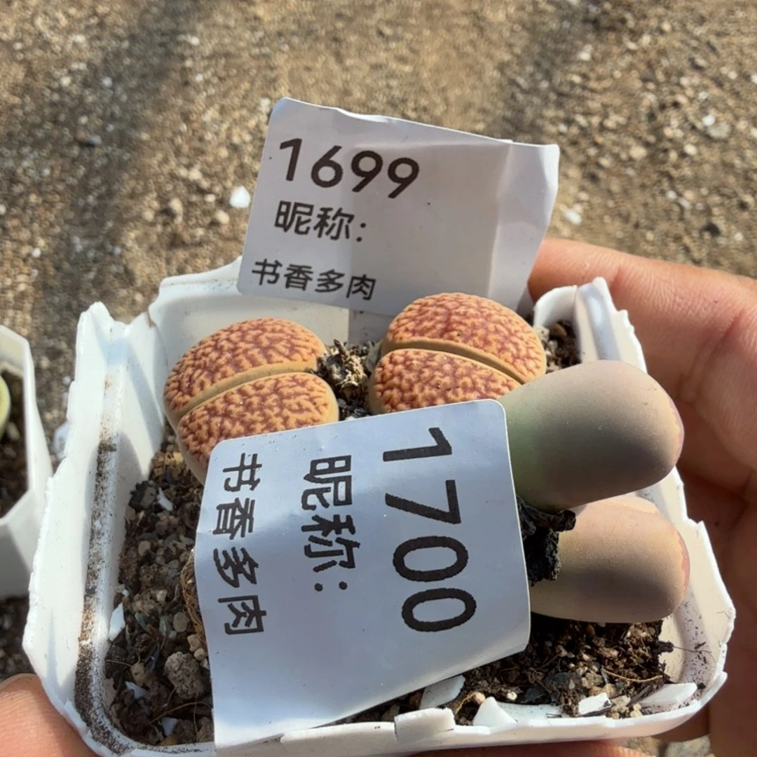 一***糕预存10元。