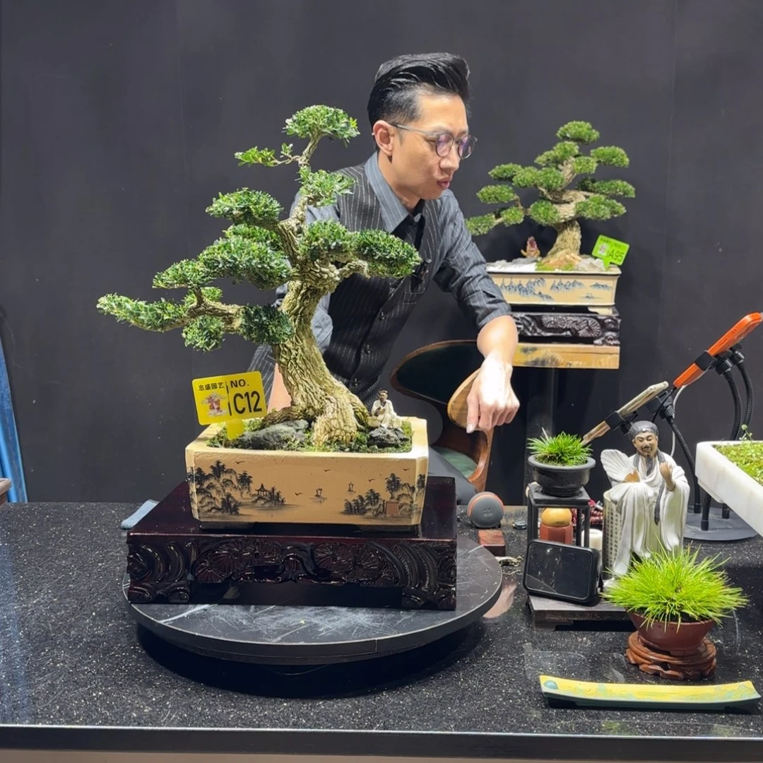 以实际为准黄杨室内室外盆景艺术