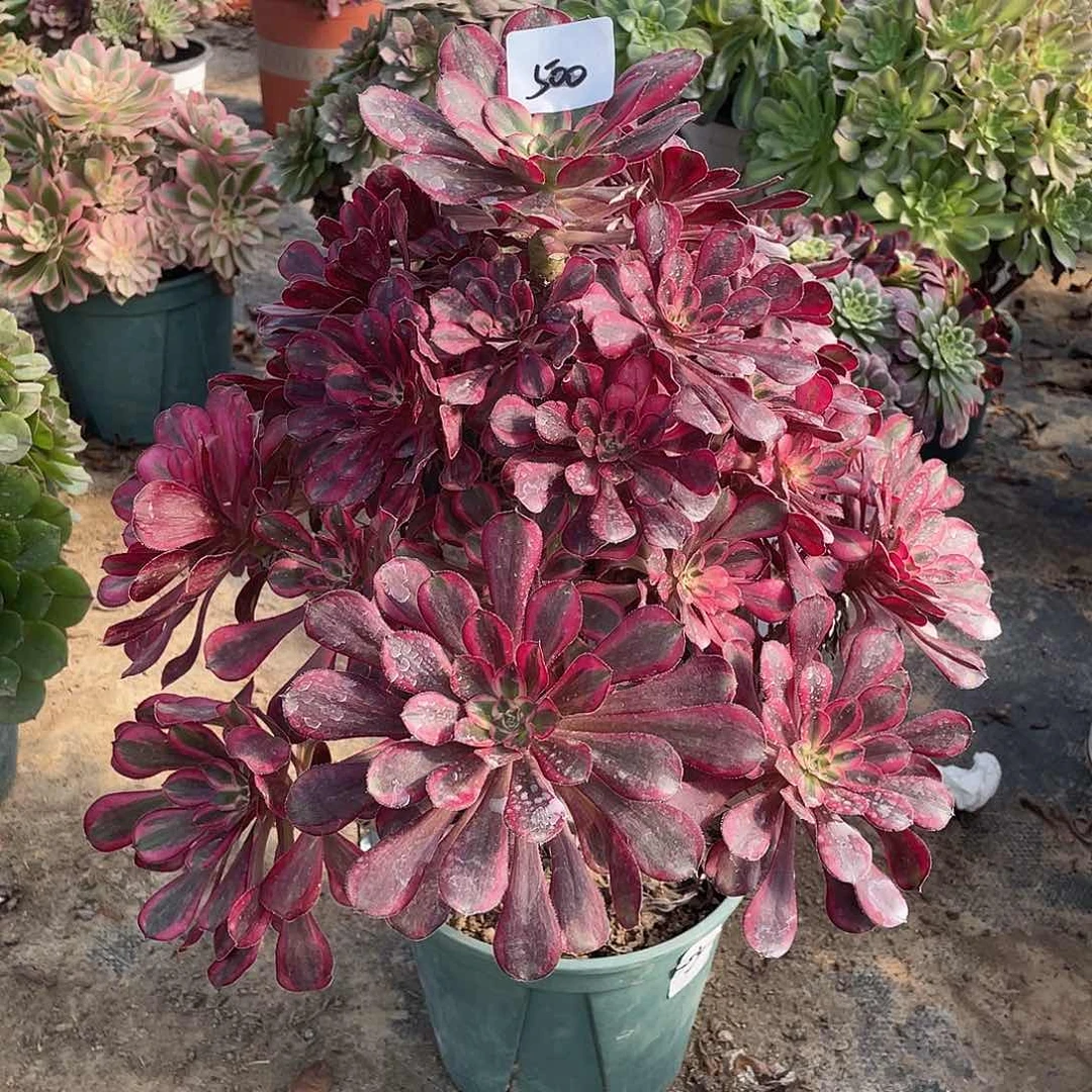 500法师植物丽娜