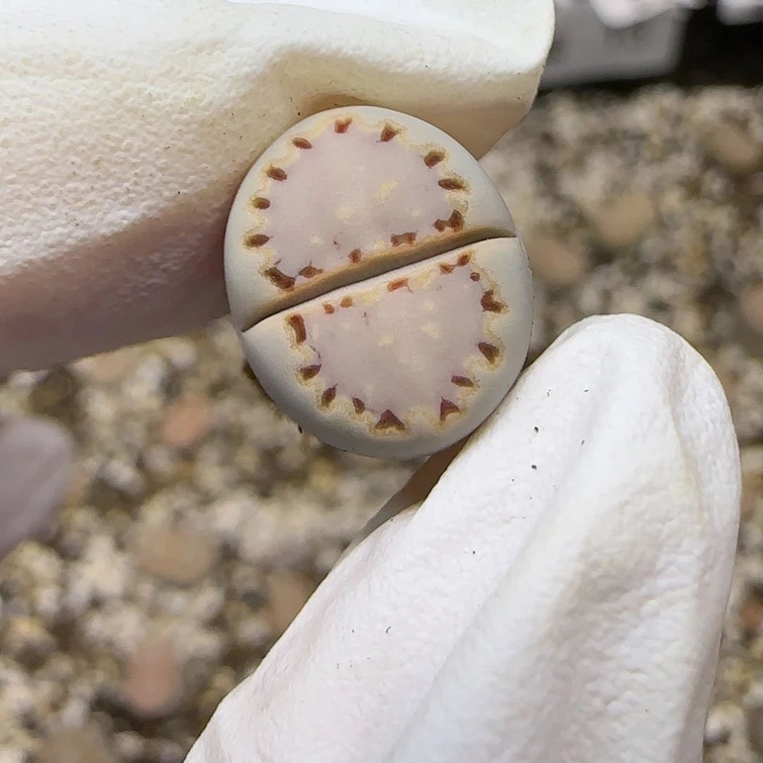 11.15.ken 饼干.9055