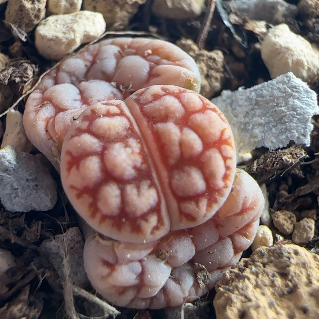 0570/花叔种源261/