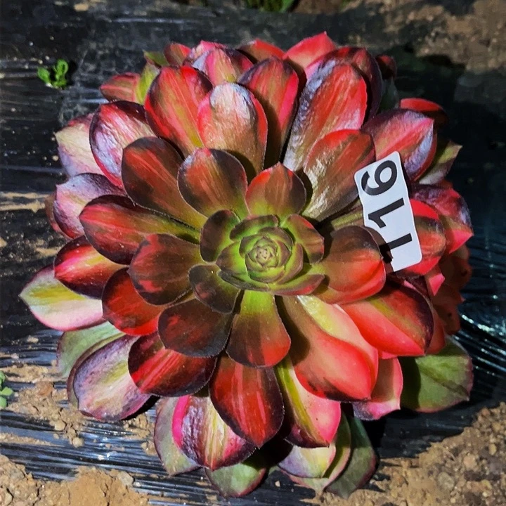 116流星雨多肉植物处理不售后