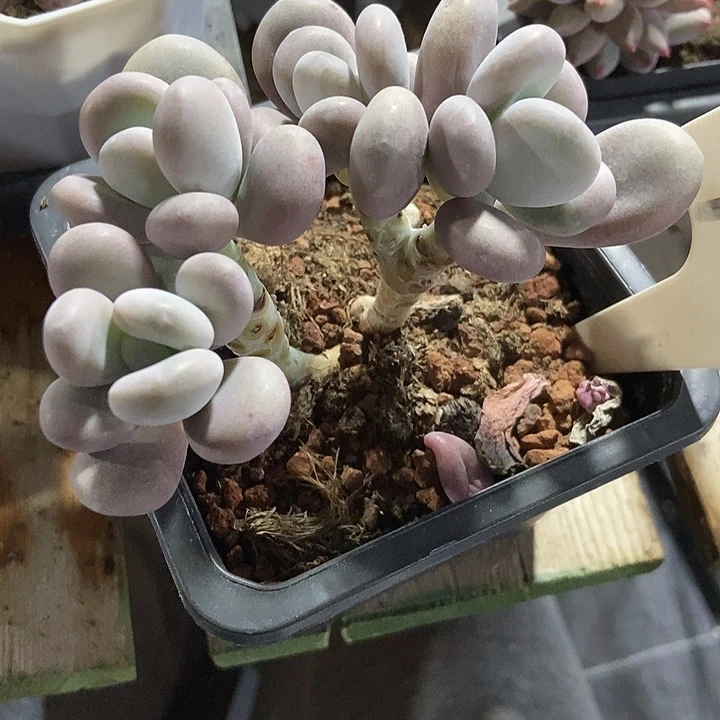 多肉植物大叶奶920