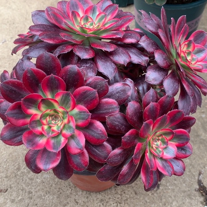 1177香奈多肉植物