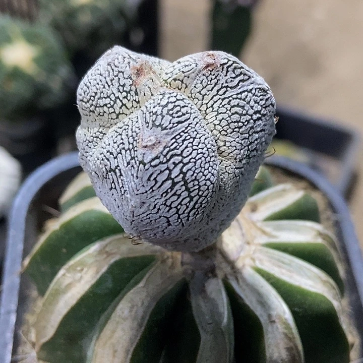 无花朵苗接三棱恩冢v750