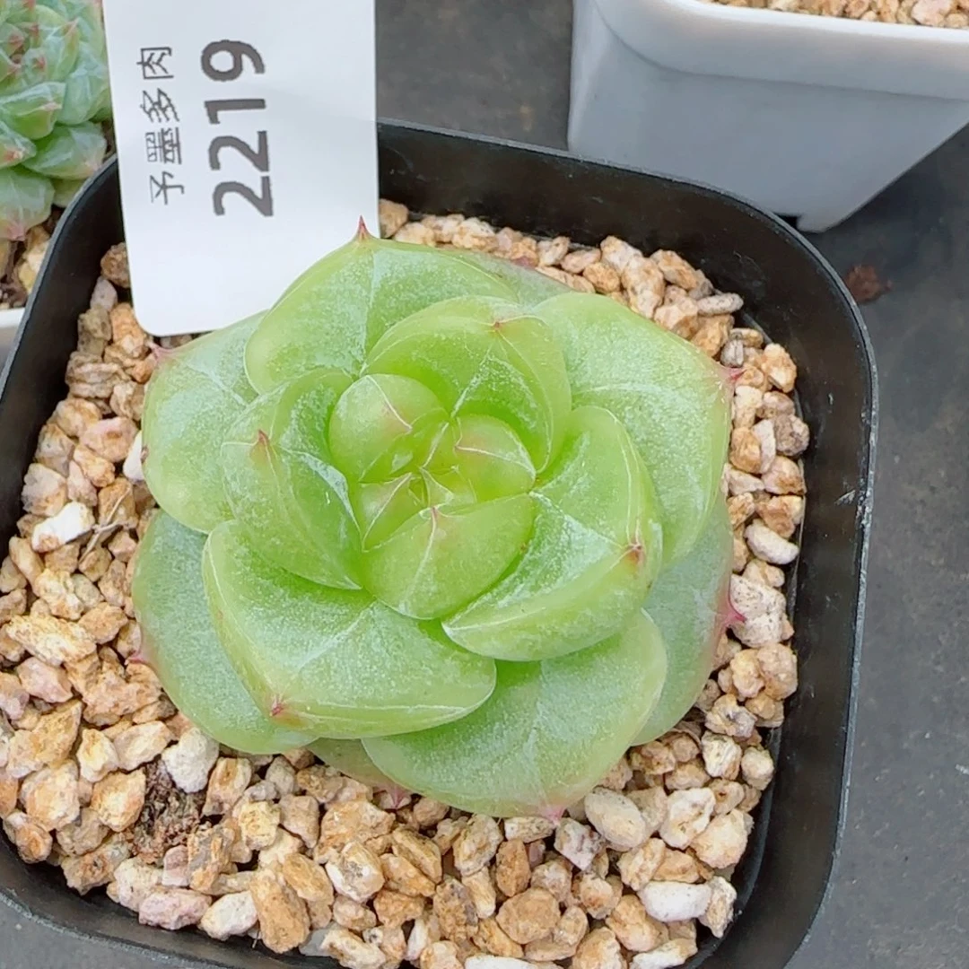 菩提珍妮，2219多肉植物