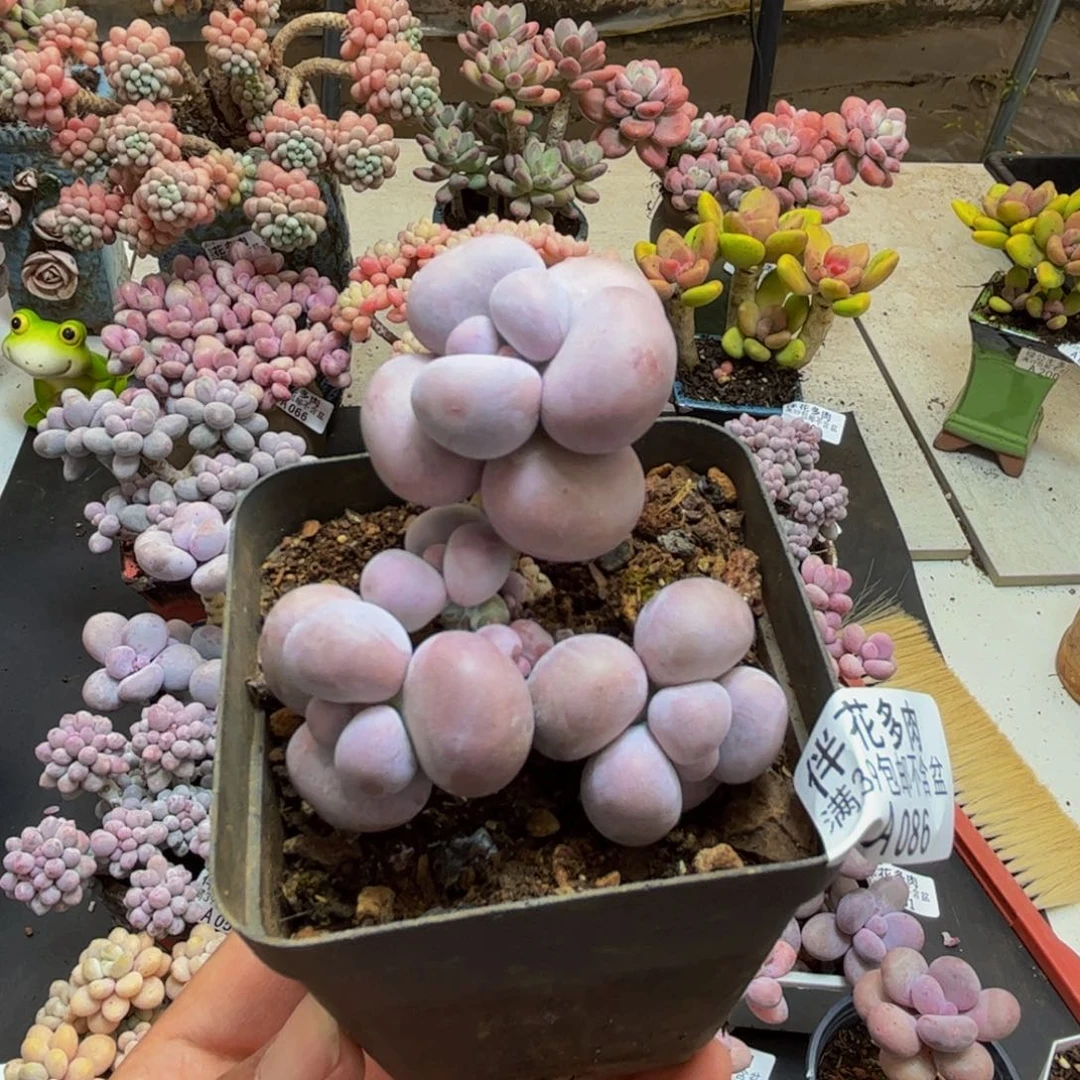 086芭比奶酪5cm多肉植物