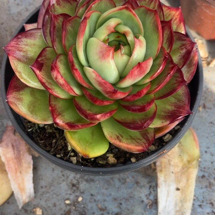 惊鸿仙子多肉植物005