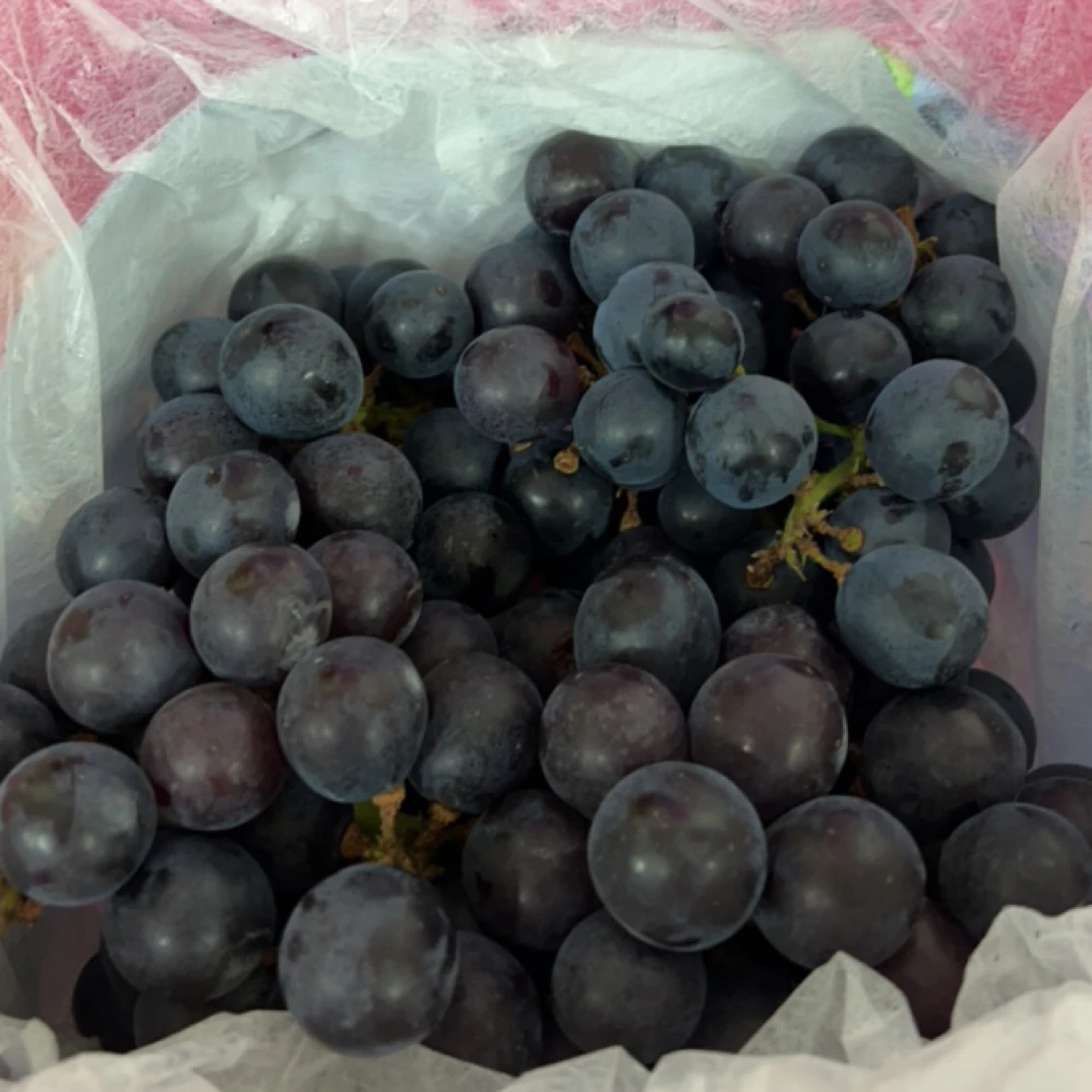 （1号果仓）蓝莓葡萄云南省