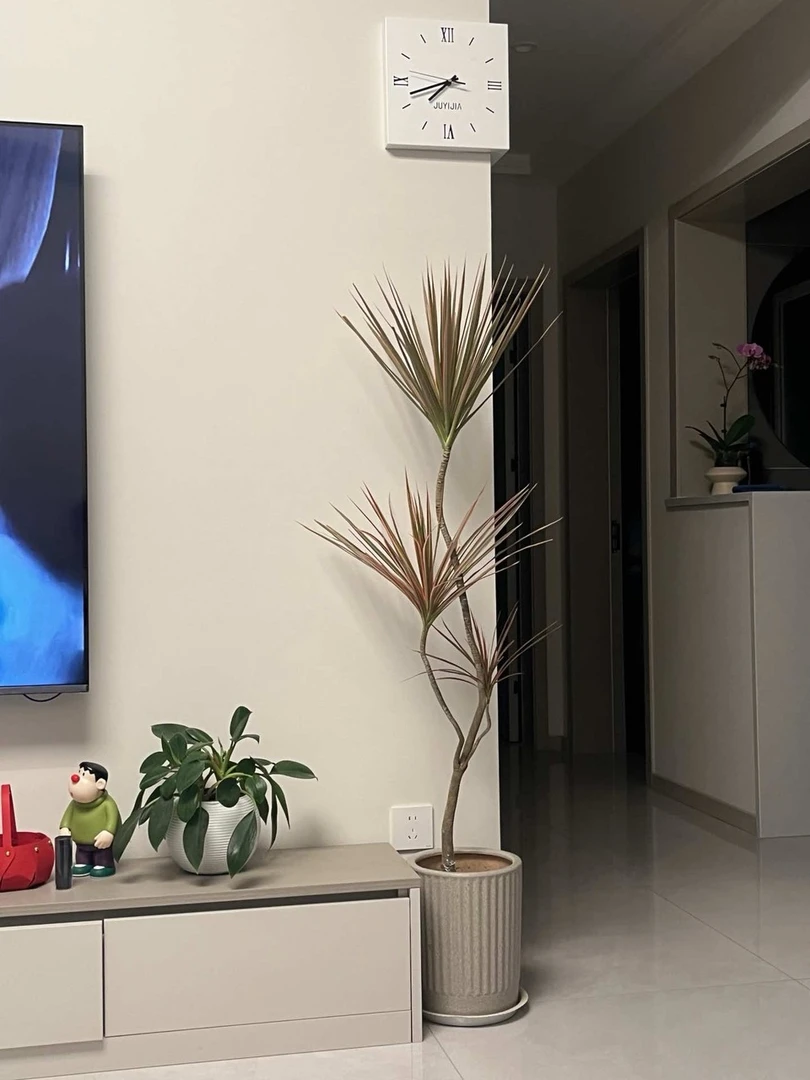 千年木七彩马尾铁盆栽好养办公室客厅阳台网红鲜活绿植