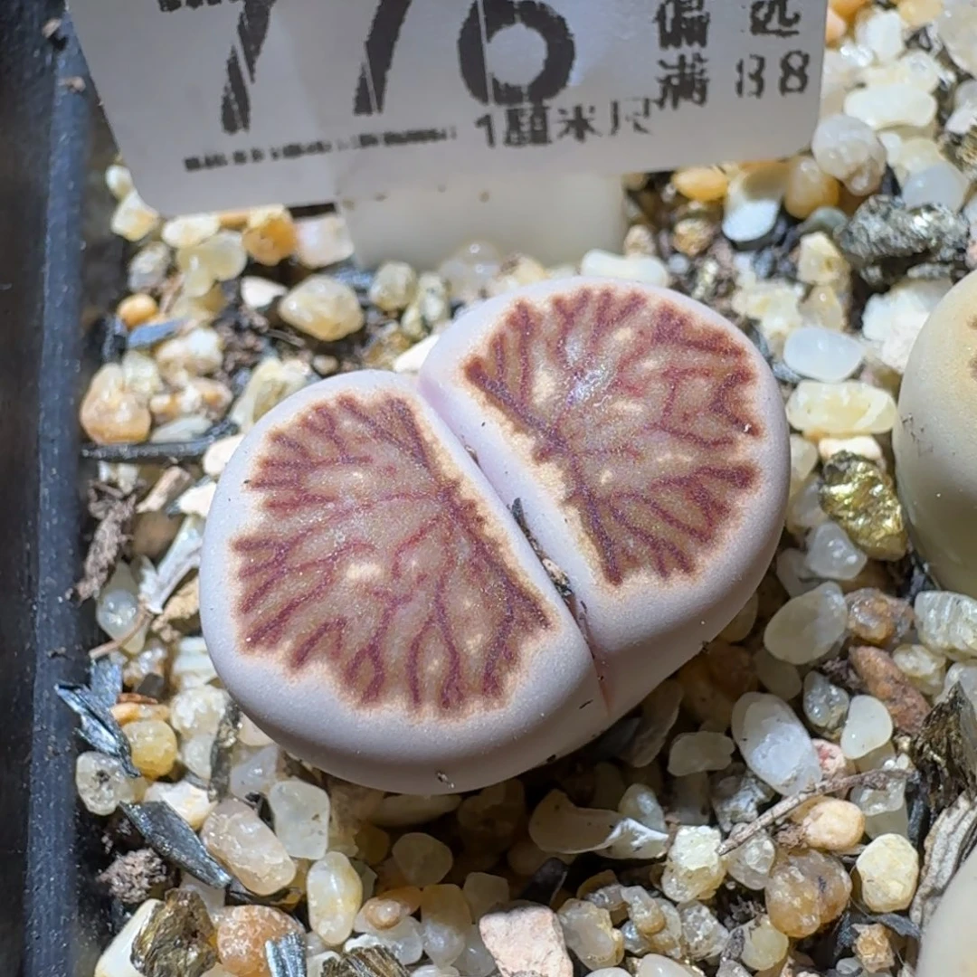 Sss精品便宜出776