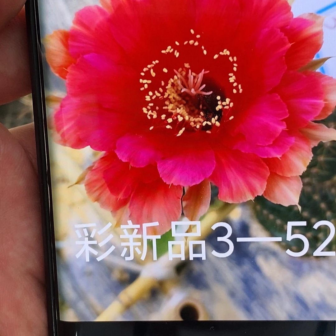 彩 3–52侧芽歪20包邮/6公分