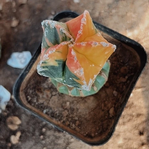 920处理仙人球的方法有