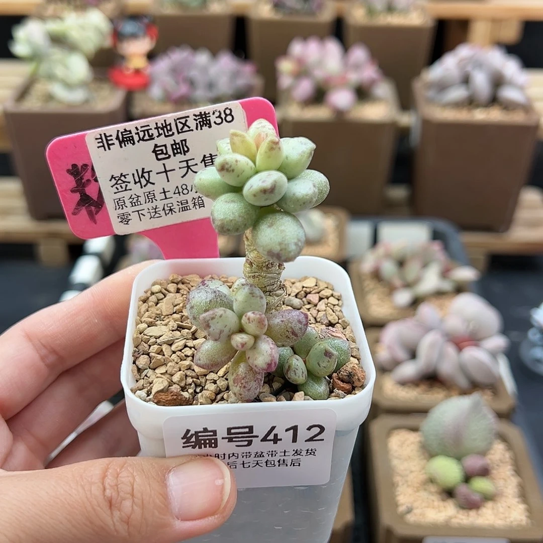 欢****3412松虫多肉植物