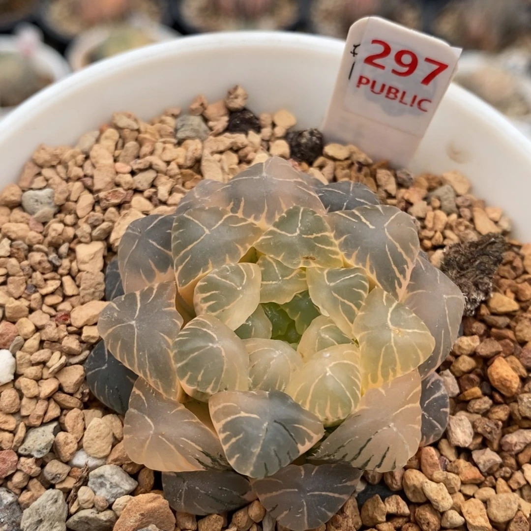 297号实生玉露锦湖水糊斑