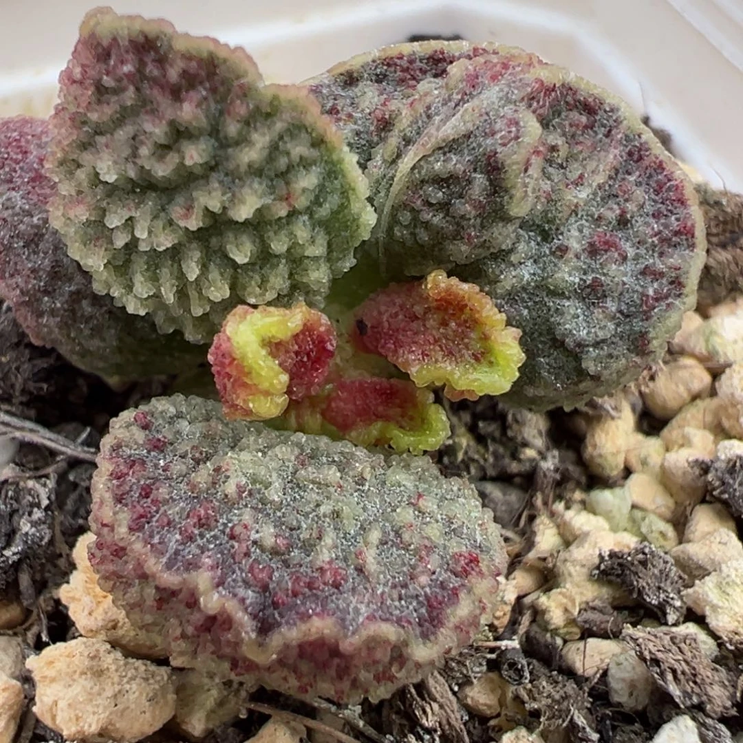 假面骑士实生新品多肉植物