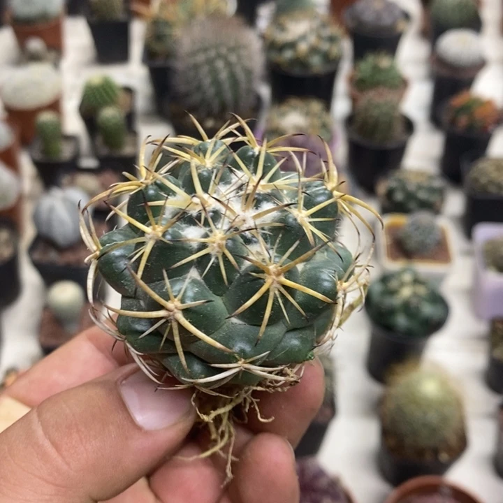 实生天丝象牙特价