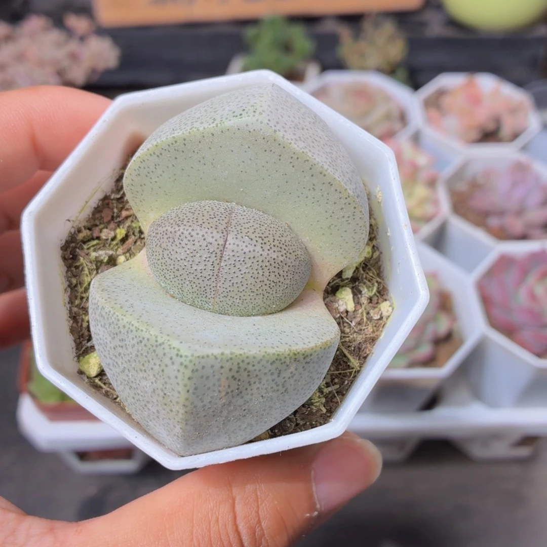 元宝多肉9.9包邮发货