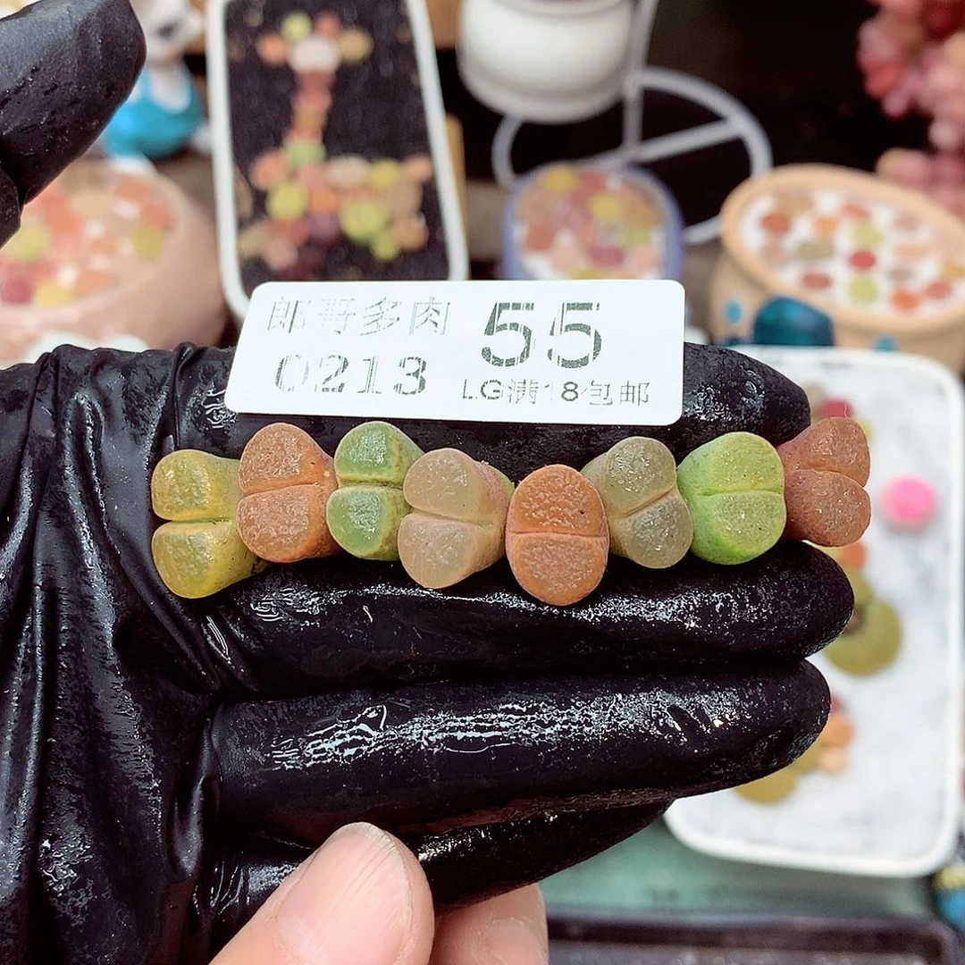 郎哥多肉生石花13-55