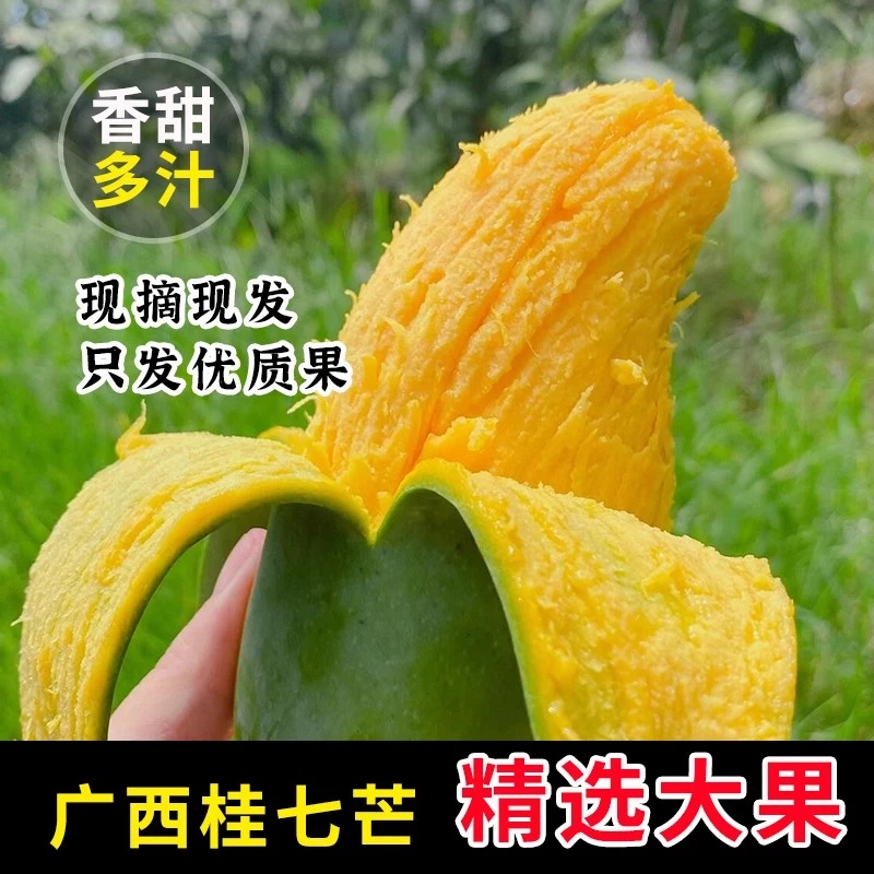 【需催熟】广西百色桂七芒果当季新鲜田东桂七芒软糯香甜青皮芒果