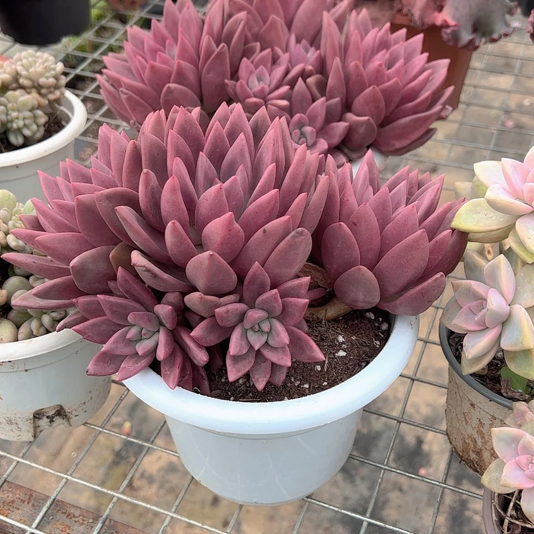 桃花源超级大精品特价