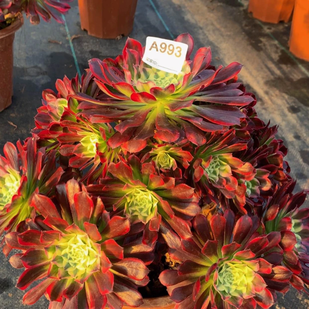 【闪购商品】993天合