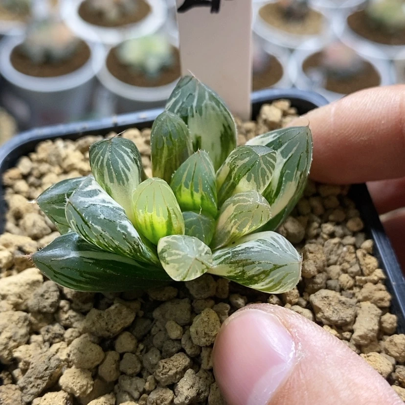 【闪购商品】210胭脂