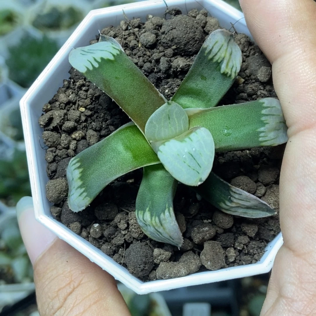 无菌播白夜实生无根