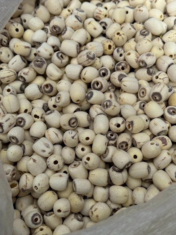 【滇缅源头山货】莲子