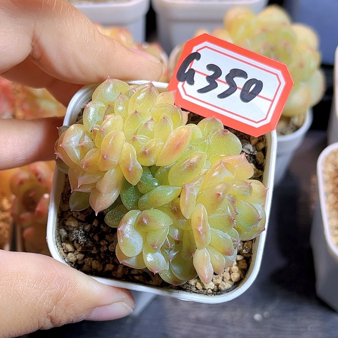 G350 一物一拍多肉 孤品 双朵缀