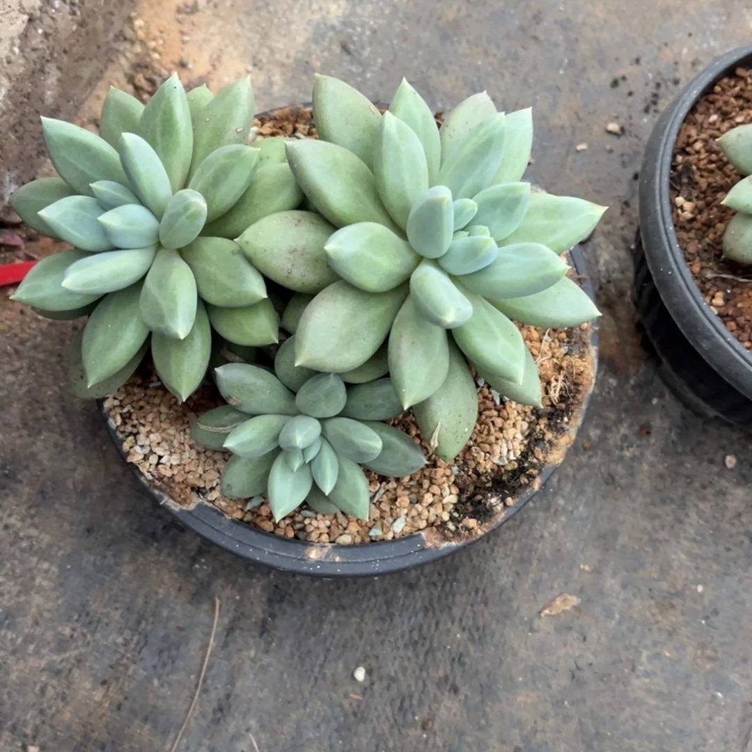 酷***多多肉植物哥特萝莉