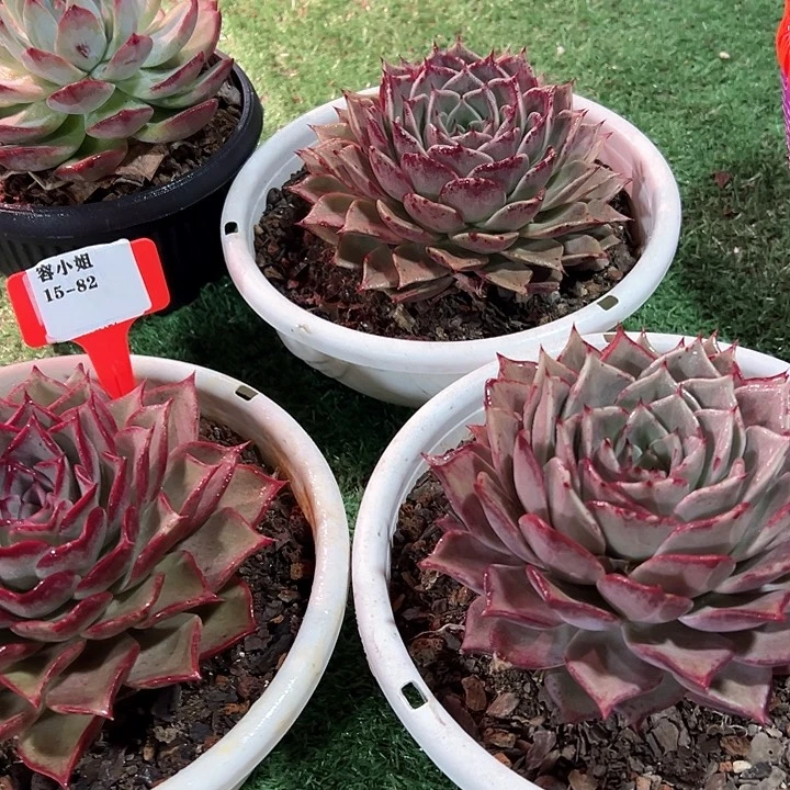 15.82红娘子一个脱土