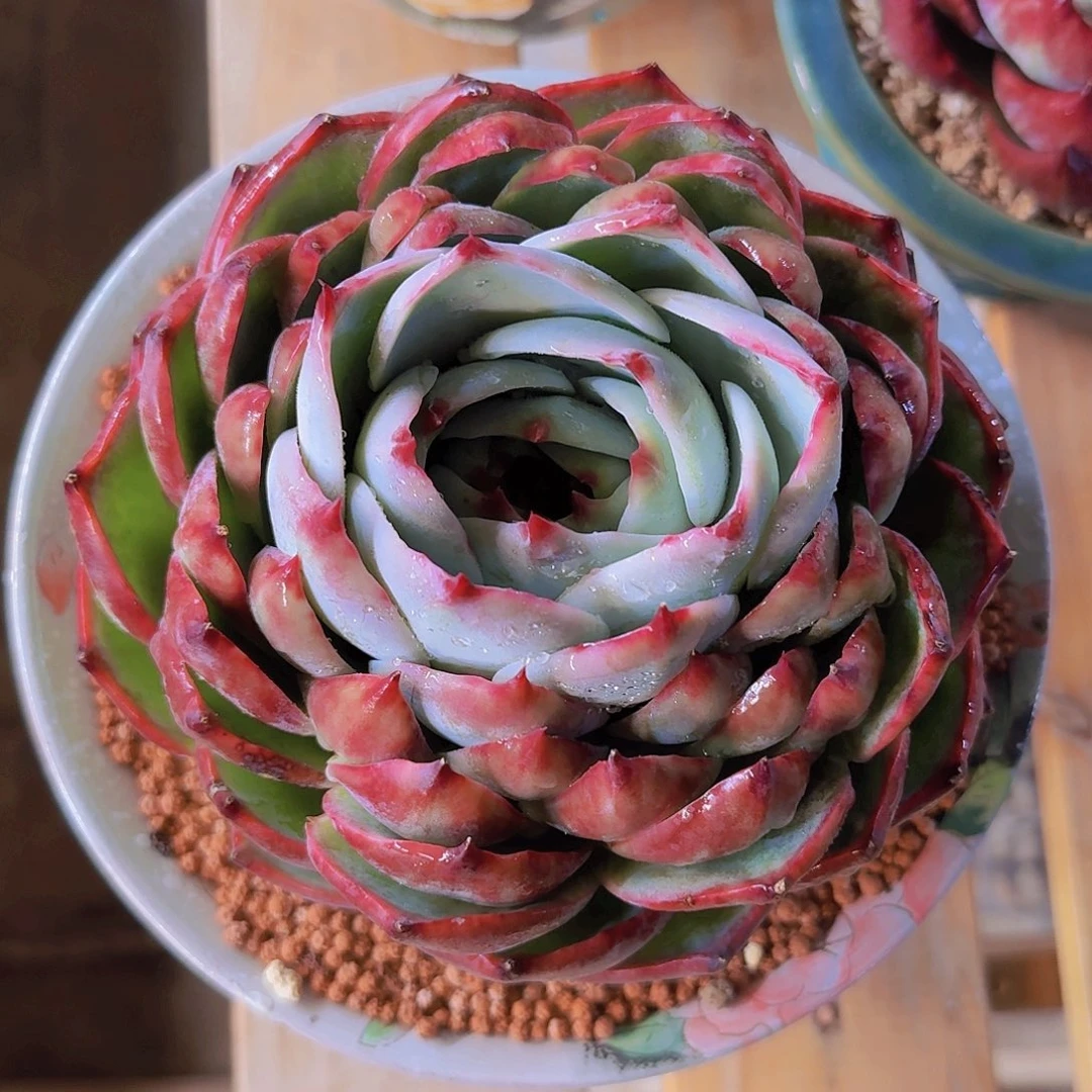 惊鸿仙子大单头一物一拍