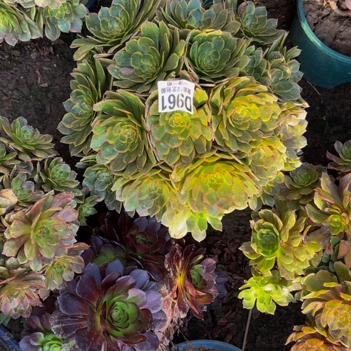 半夏花30-17包邮花花