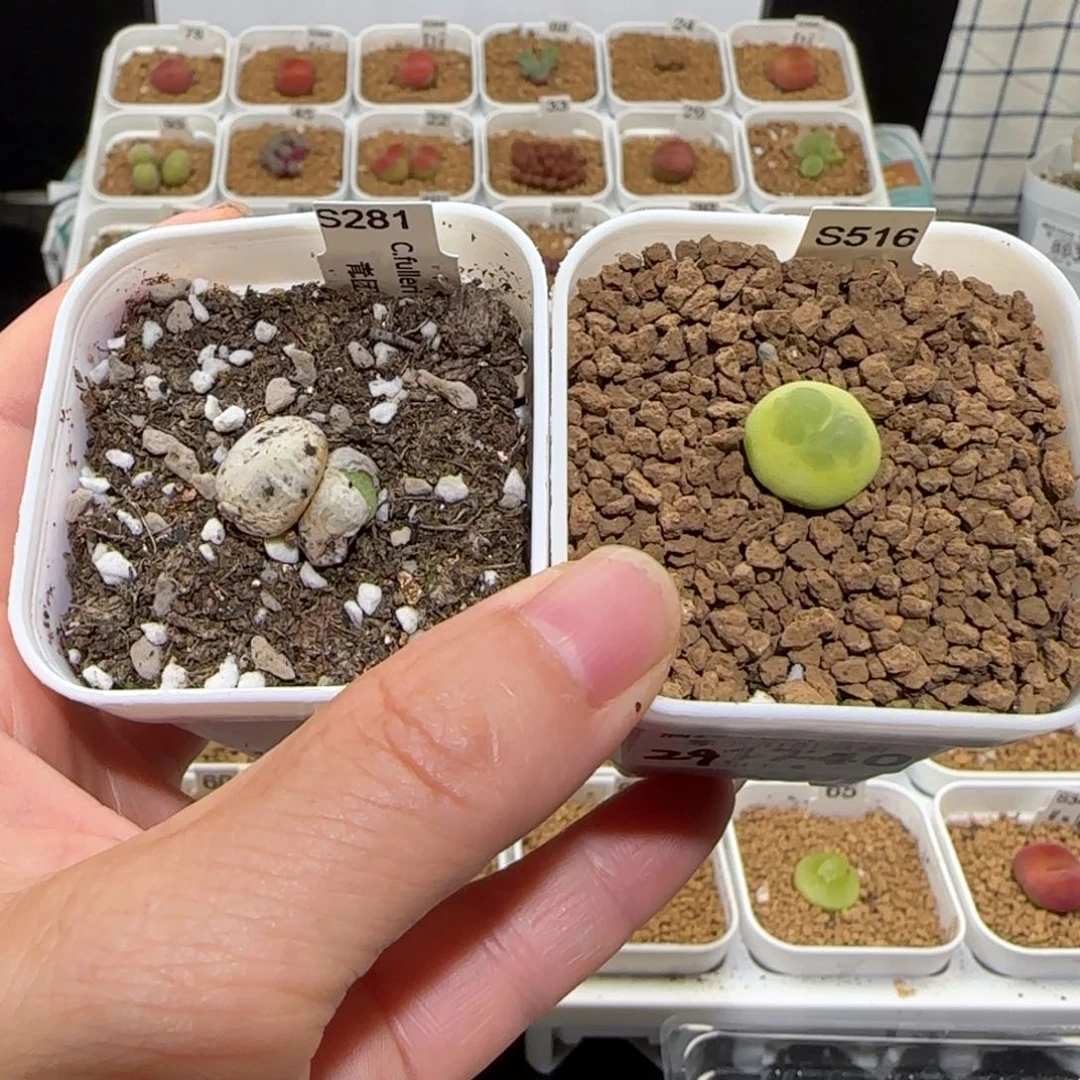 盐**球肉锥多肉植物百科-97