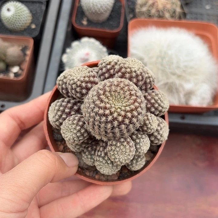 二*红宝石仙人球1234