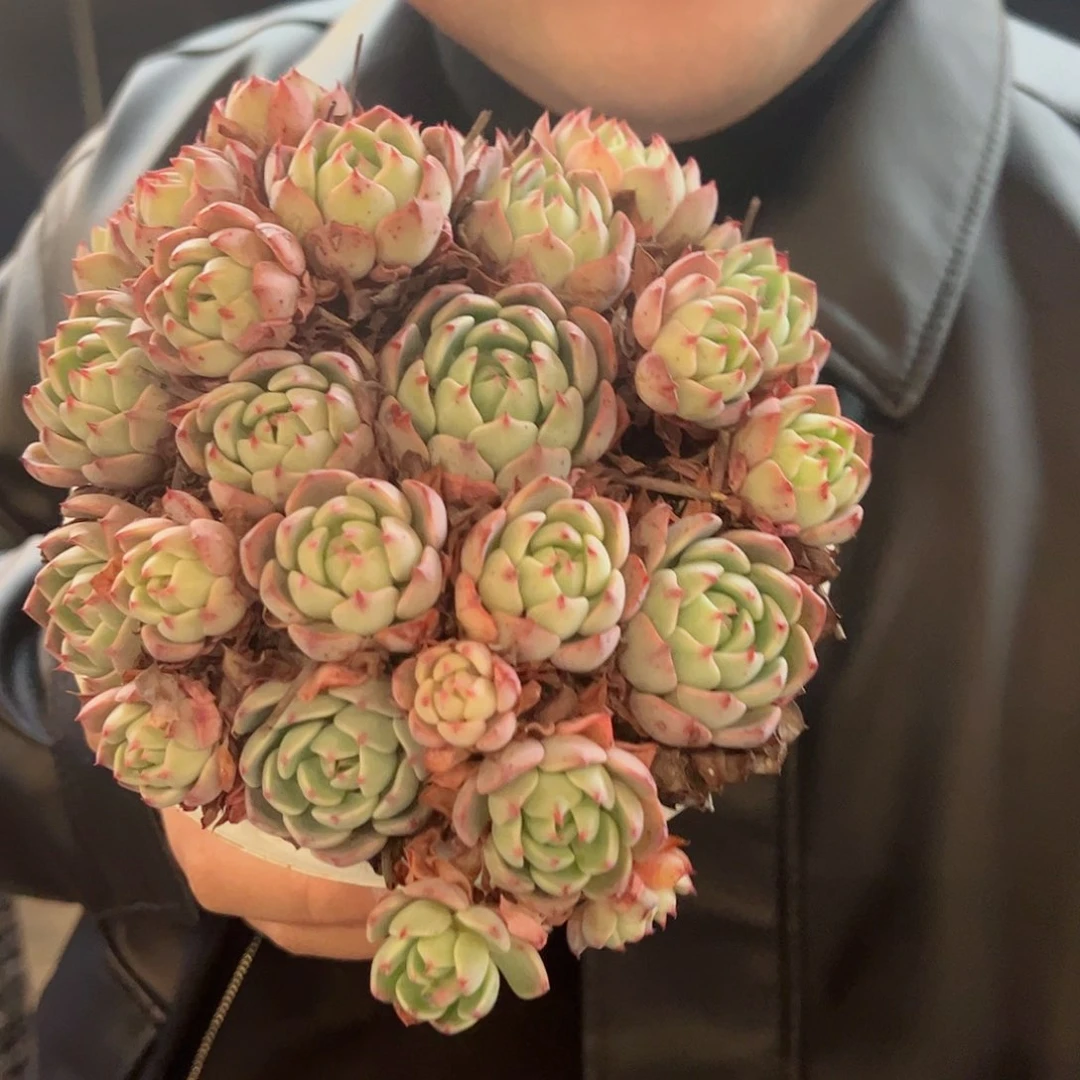 娜娜小勾手捧大盆群