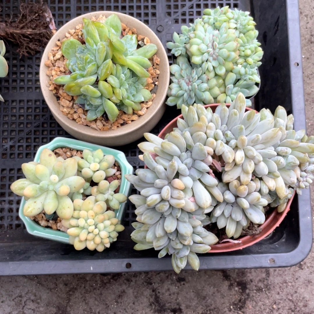 琪***琪千佰艺园艺506584866