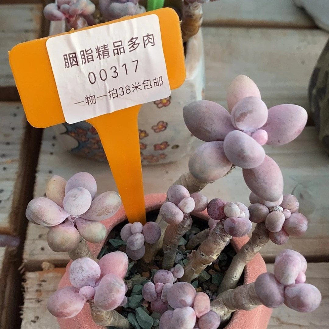 00317？都楼咯哦哦哦哦