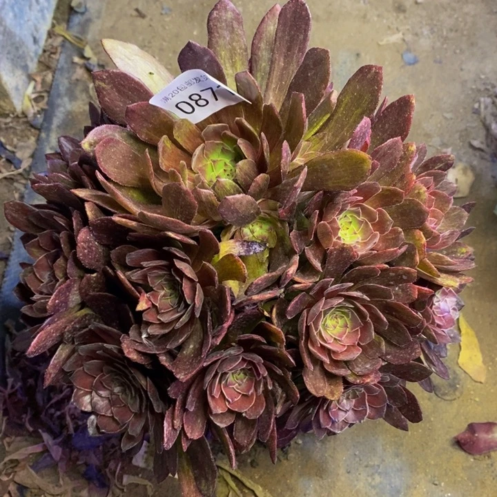 红丝绒多肉断头不包0871