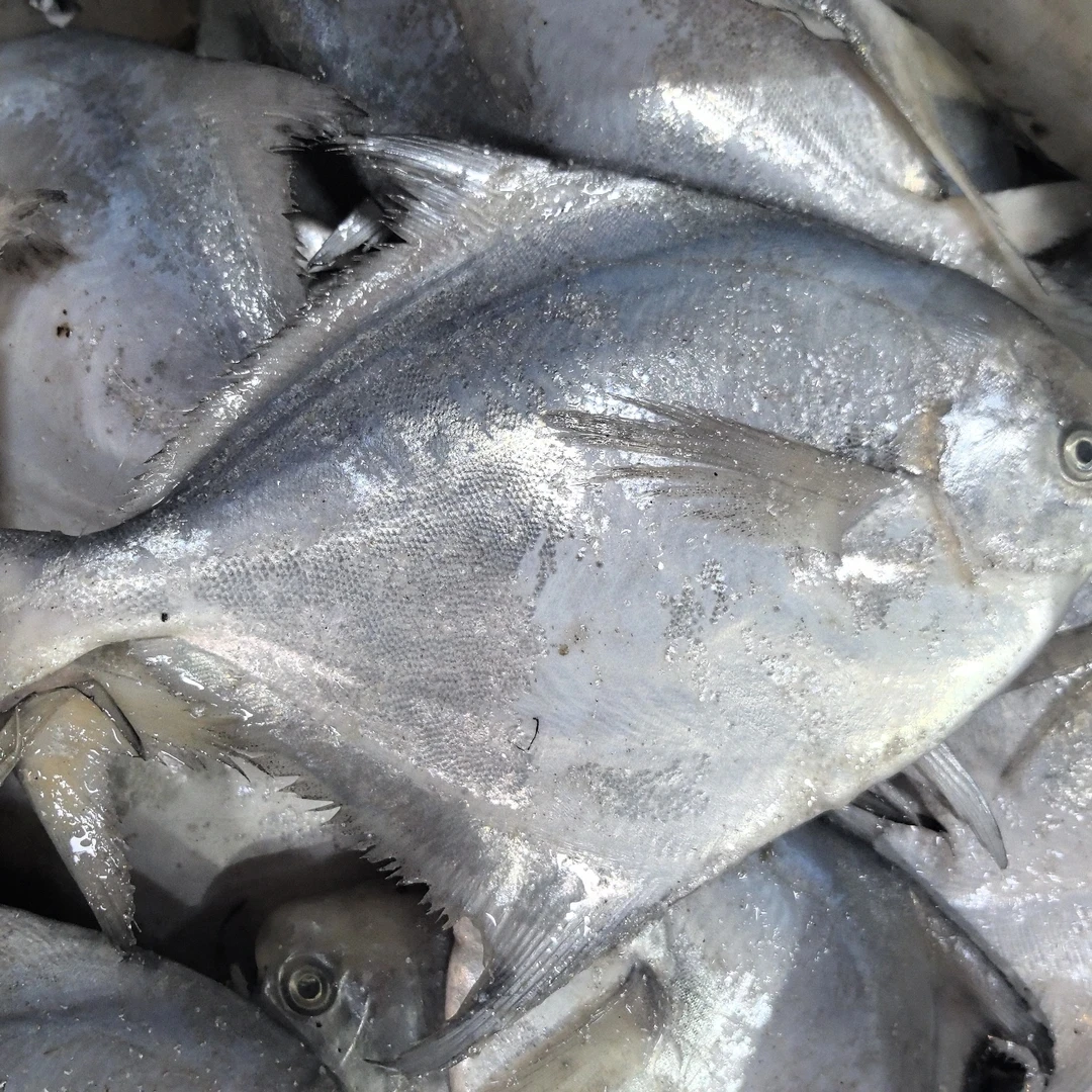 渤海湾野生银鲳鱼平鱼静鱼（2-3两一条）