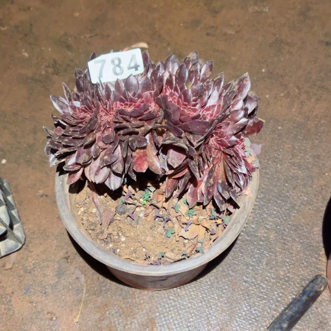 784 号多肉植物法师新年福利